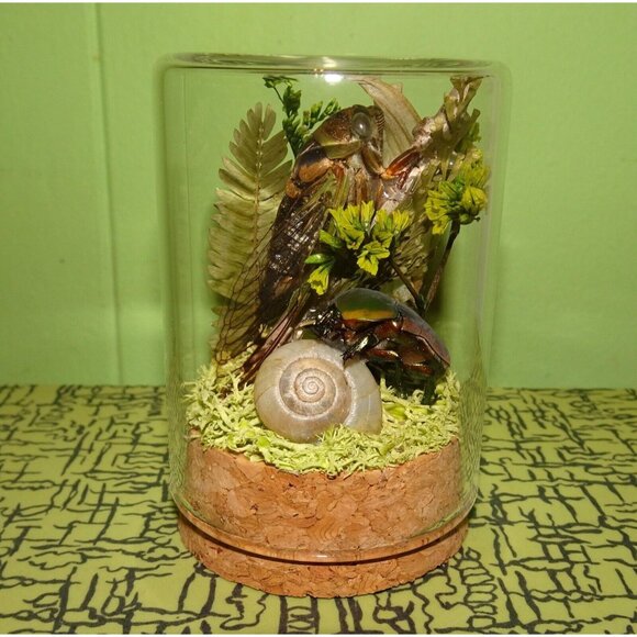 Cicada June Bug Snail Shell Luna Moth Wing Dried Flowers Oddity Jar taxidermy - Picture 9 of 14